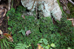 Peltigera leucophlebia
