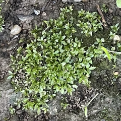Hyophila involuta