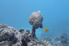 Palythoa tuberculosa