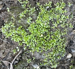 Hyophila involuta