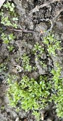 Hyophila involuta