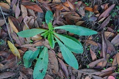 Lactuca virosa