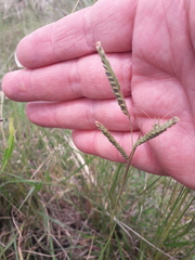 Paspalum plicatulum