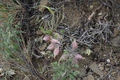 Oxytropis sobolevskajae