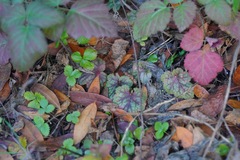 Heuchera micrantha