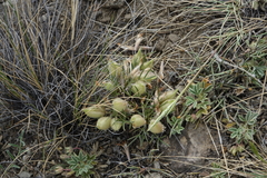 Oxytropis sobolevskajae