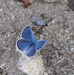 Plebejus anna
