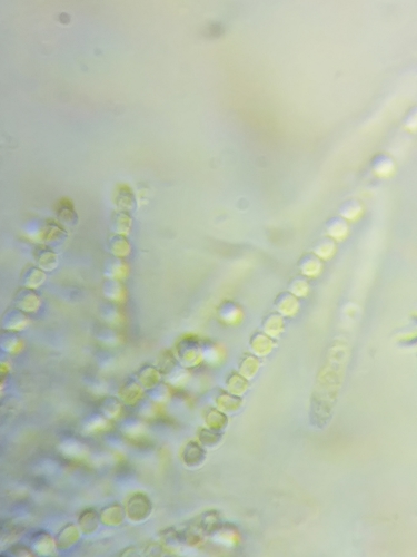 Podostroma leucopus image