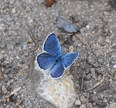 Plebejus anna