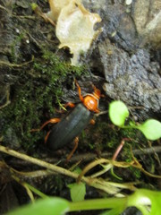 Neopyrochroa flabellata