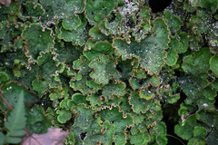 Peltigera leucophlebia