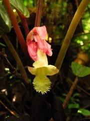 Drymonia turrialvae