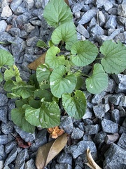 Violaceae