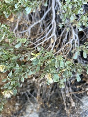 Ericameria cuneata