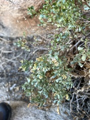 Ericameria cuneata