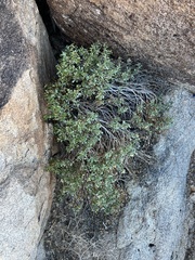 Ericameria cuneata