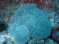 Fimbriaphyllia ancora