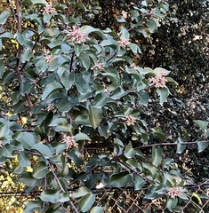 Rhus integrifolia × ovata