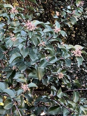 Rhus integrifolia × ovata