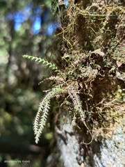 Micropolypodium okuboi