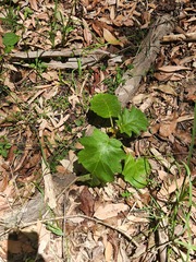 Solanum chrysotrichum