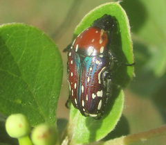 Leucocelis