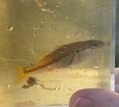 Micropterus
