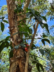Syngonium podophyllum