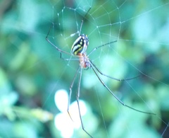 Leucauge argyra