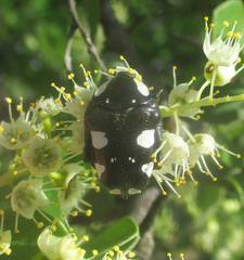 Mausoleopsis amabilis