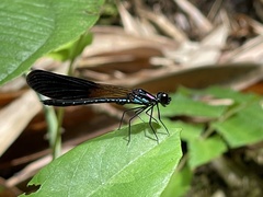Heliocypha fenestrata