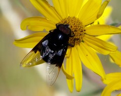 Copestylum violaceum
