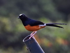 Copsychus stricklandii stricklandii