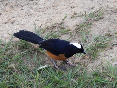 Copsychus stricklandii stricklandii