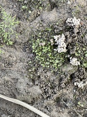 Fissidens bryoides