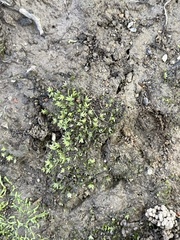 Fissidens bryoides