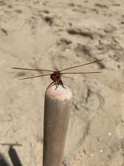 Libellula needhami