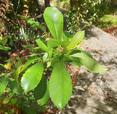 Melicytus macrophyllus