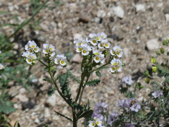 Phacelia brachyloba