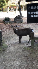 Cervus nippon centralis
