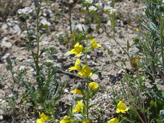Diplacus