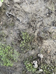 Fissidens bryoides