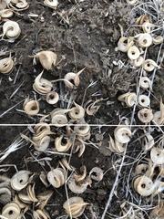 Astragalus speirocarpus