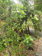 Melicytus macrophyllus