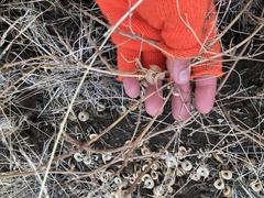 Astragalus speirocarpus