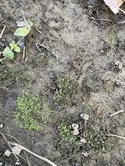 Fissidens bryoides