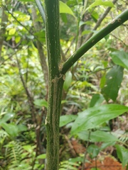 Melicytus macrophyllus