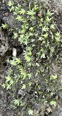 Fissidens bryoides