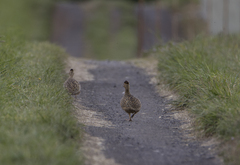 Nothoprocta perdicaria