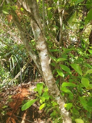 Melicytus macrophyllus